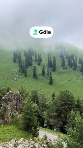 Sis altında kalan çam ağaçları ve yeşil yamaçlar
