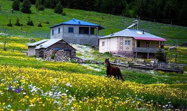 Çiçekli çayır, otlayan hayvanlar ve orman kenarındaki yayla evleri