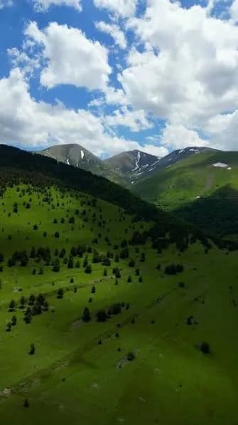 Dağların önündeki yeşil yayla ve çam ağaçları