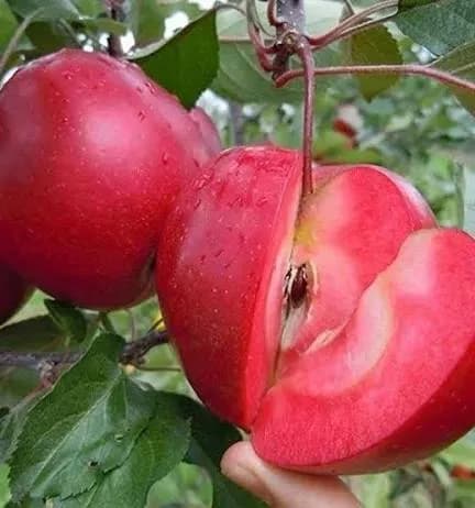 Dalındaki kırmızı elma ve kırmızı içini gösteren kesilmiş elma