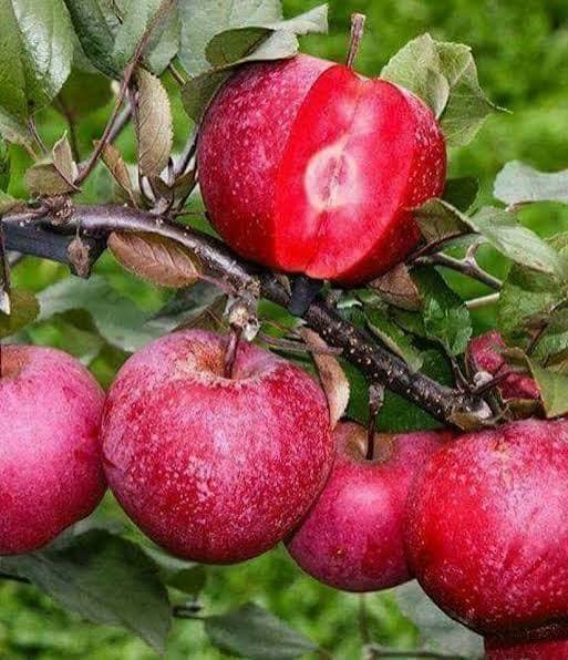 Yapraklar arasındaki kırmızı elmalar ve ikiye kesilmiş elma